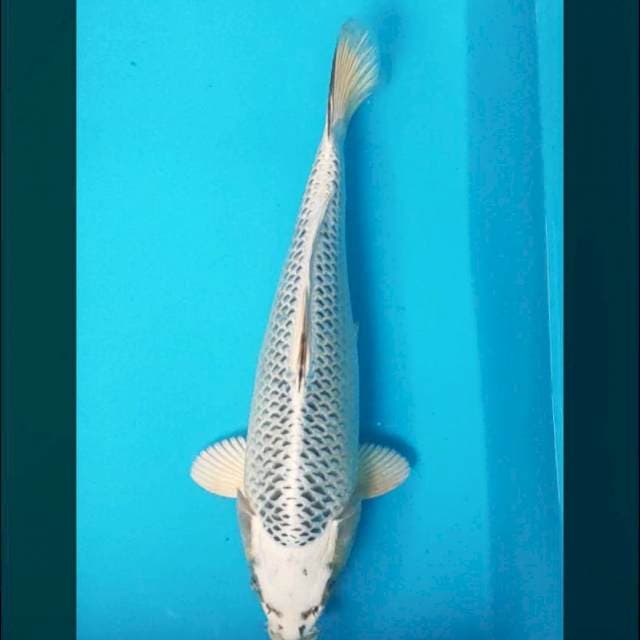 Gin Matsuba Bulky 31cm