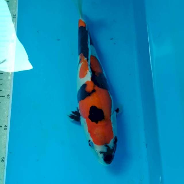 Showa doitsu 29 cm