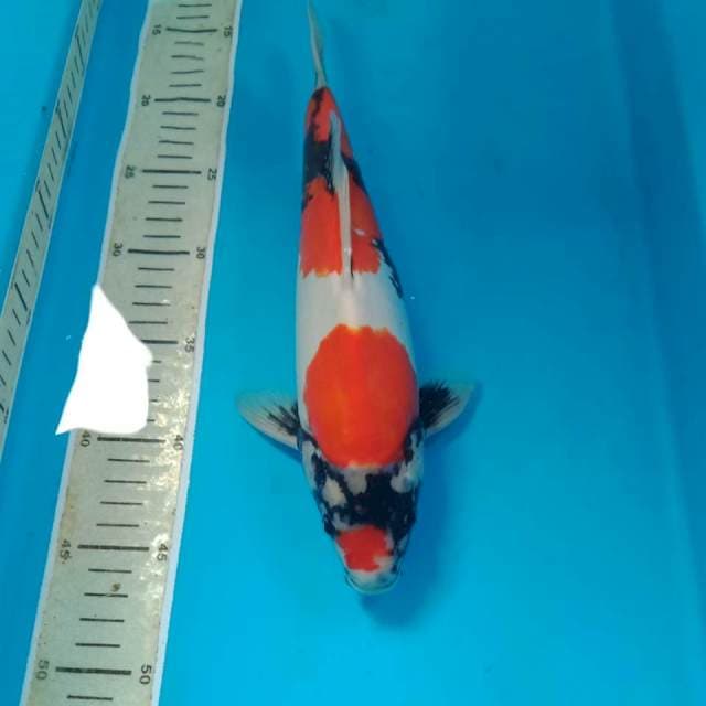 Showa doitsu motogoro 31 cm