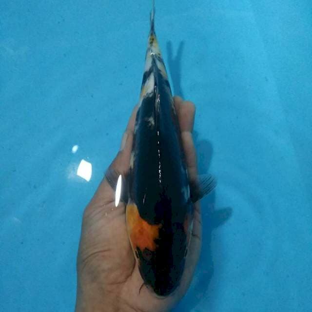 Showa 25cm
