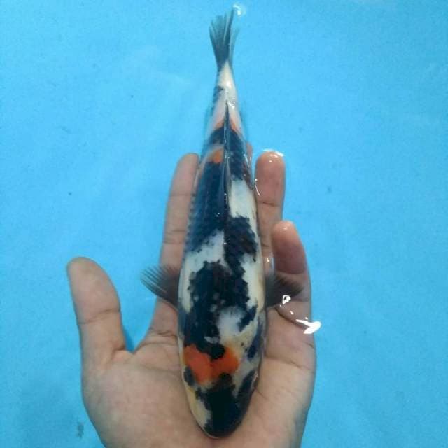 Showa 24 cm