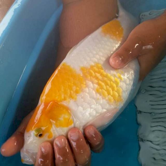 kijiro 40 cm berpunuk