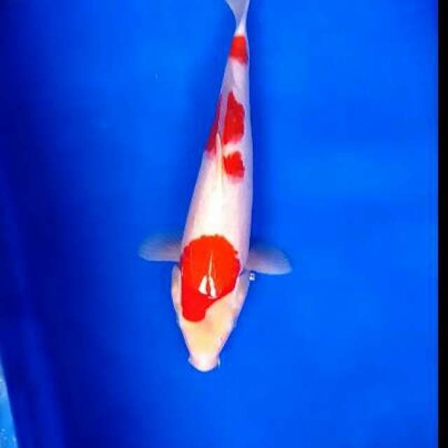 Kohaku