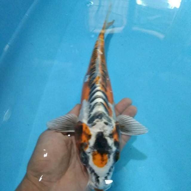 Kikko 34cm male 