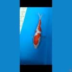 kohaku original 27cm 