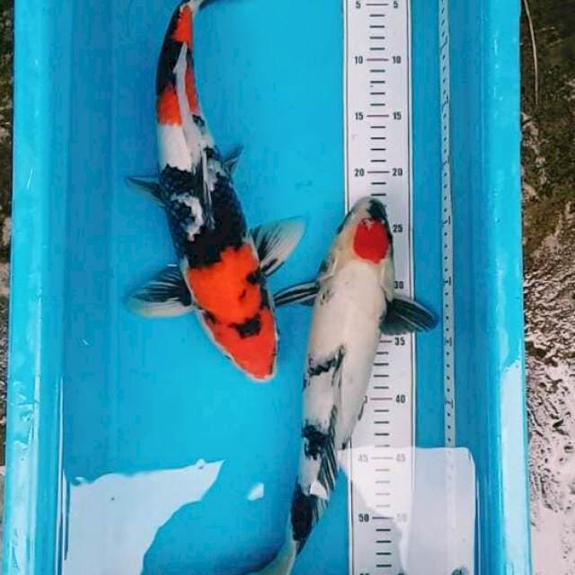 38cm-41cm