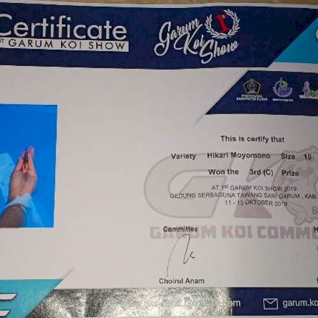 Ikan juara