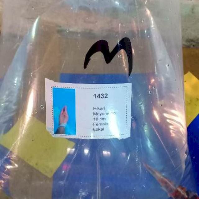 Ikan juara