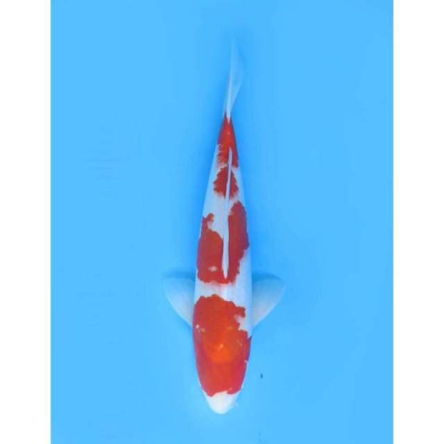 Jumbo Kohaku - 39cm