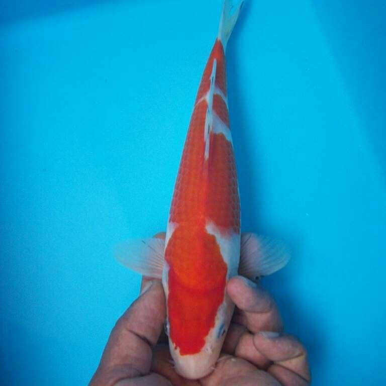 KOHAKU