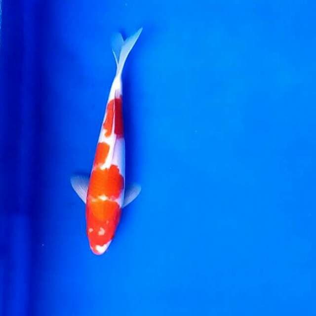 Kohaku