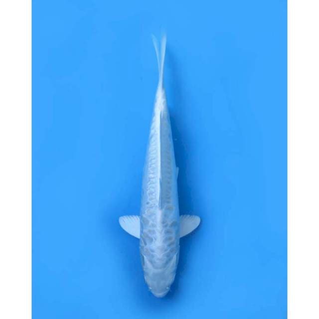 Platinum Koleksi - 30cm