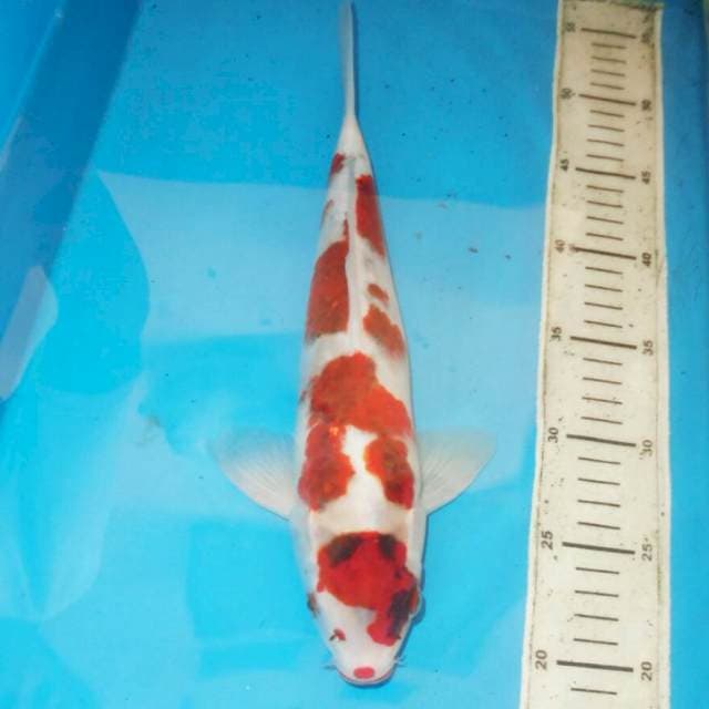 35cm KOROMO ABTRAK