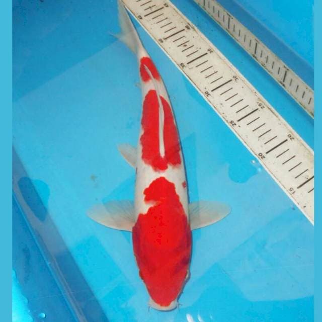 39cm KOHAKU BAGUS