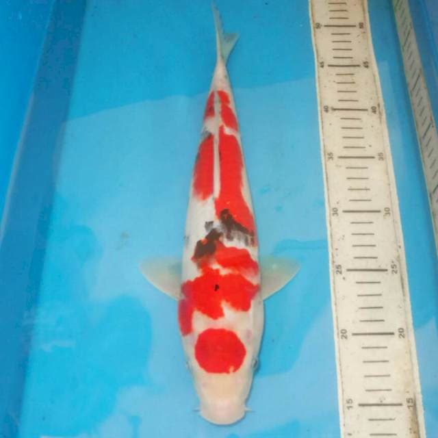 37cm F1 SANKE OK