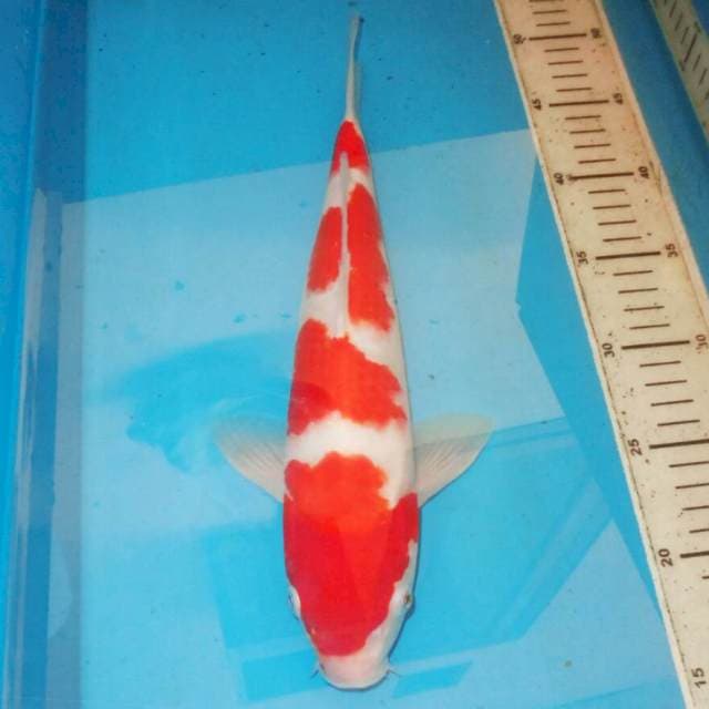 35cm F1 ISTIMEWA KOHAKU
