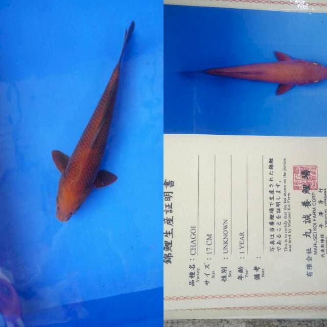 Chagoi import marusei