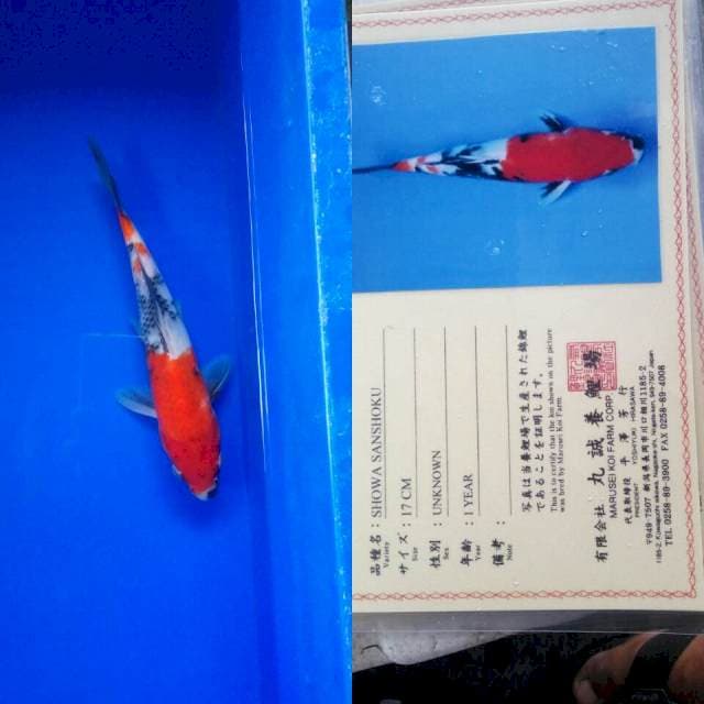 Showa import marusei
