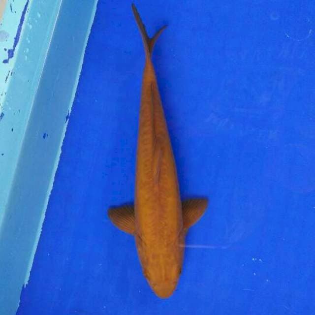 Doitsu cagoi 26cm Male