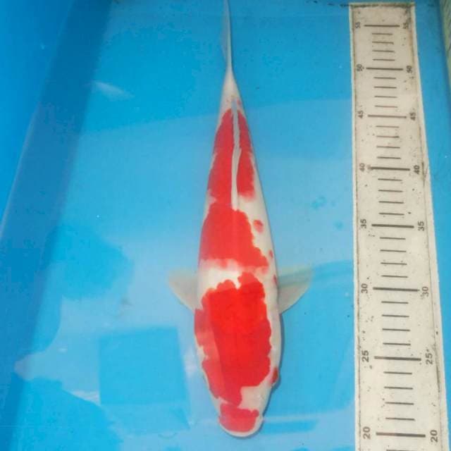 Kohaku 35 cm