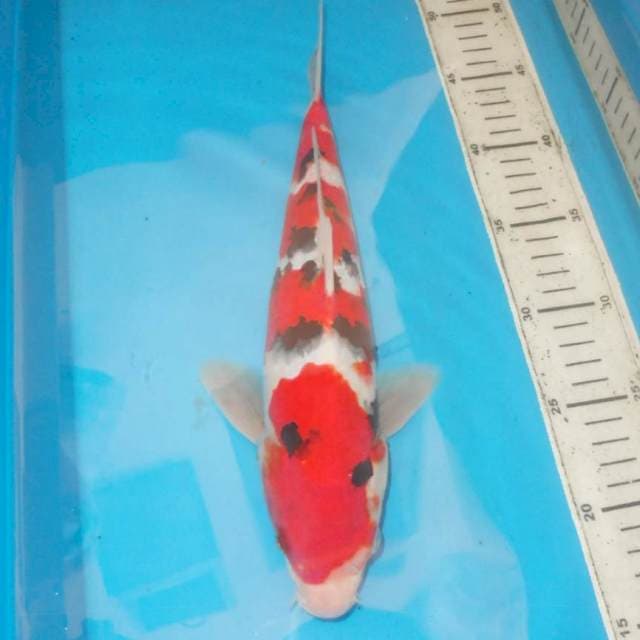 Sanke 33 cm
