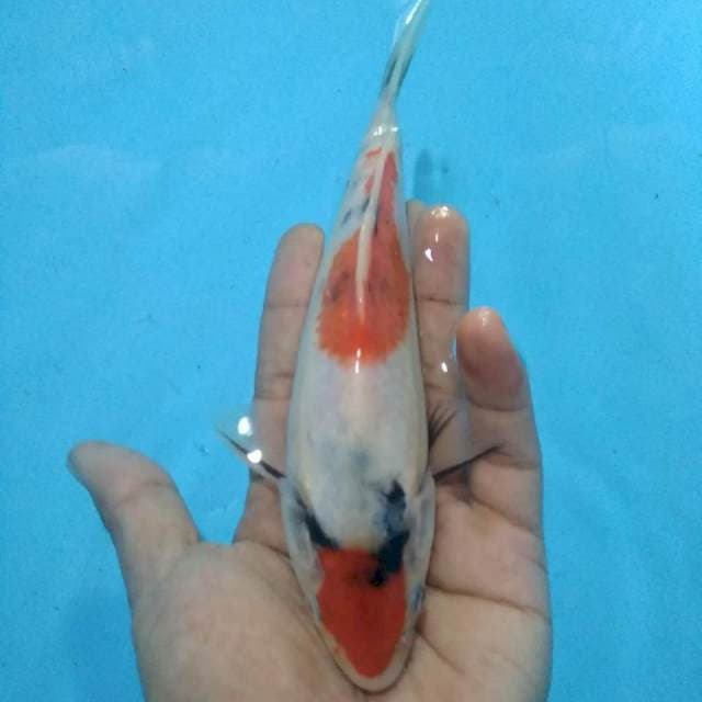 Sanke tategoi 20cm