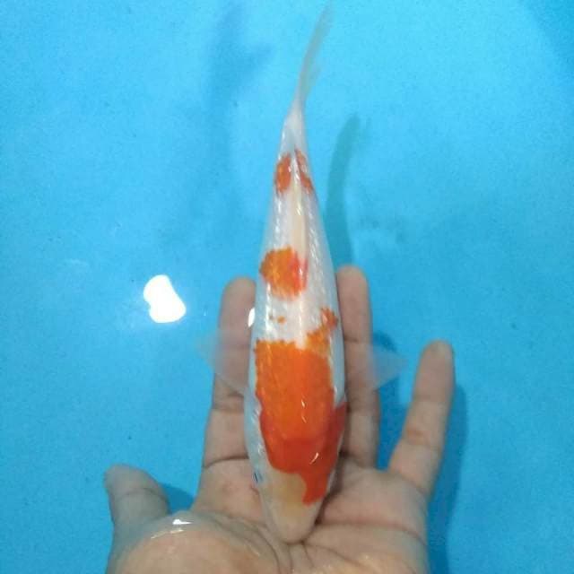 Kohaku gindrin 20cm
