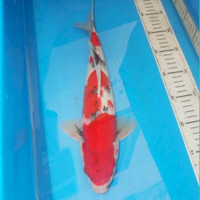 35cm SAN-SAN SANKE