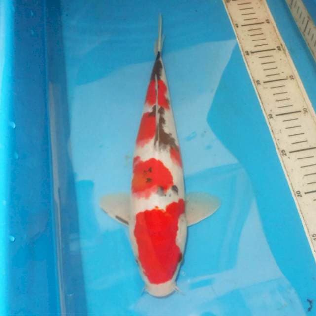 34cm YONDAIME SANKE SAKURA