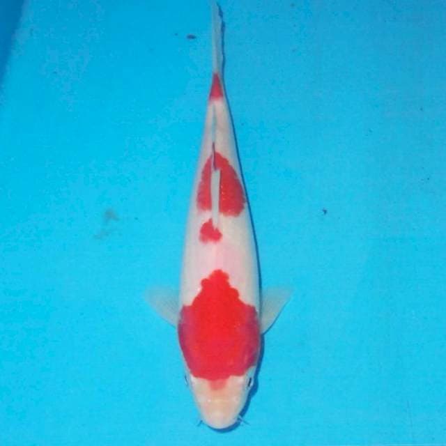 Kohaku 25 cm