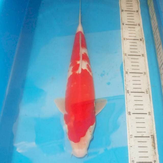 Kohaku 40 cm