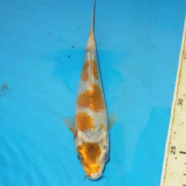 Hariwake 25 cm