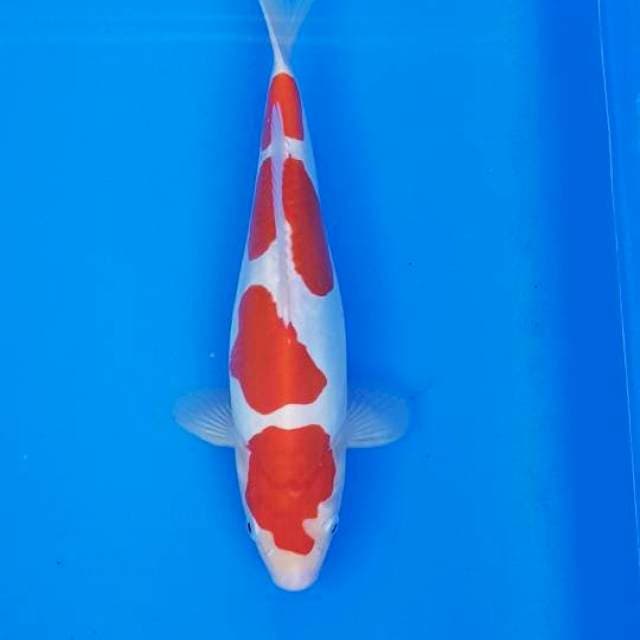 SQ DOITSU KOHAKU