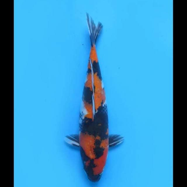 Showa Sanshoku - 38cm 