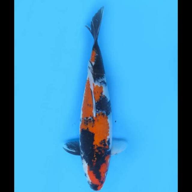 Jumbo Showa Sanshoku - 42cm 