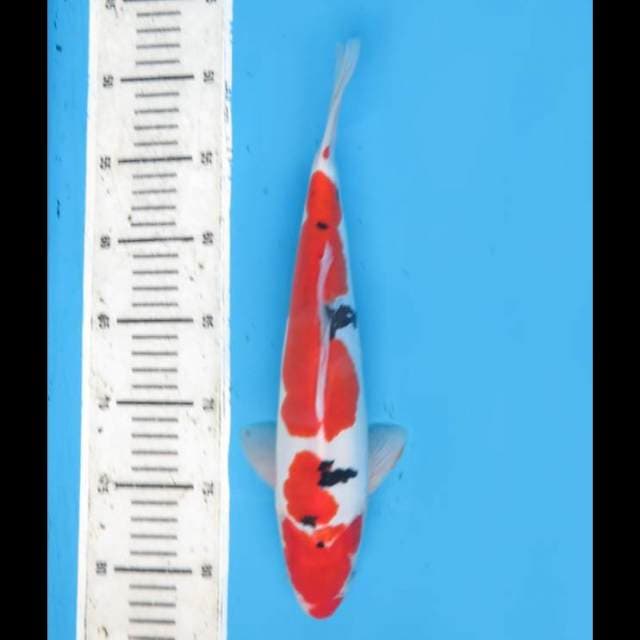 Sanke Doitsu Murni - 32cm
