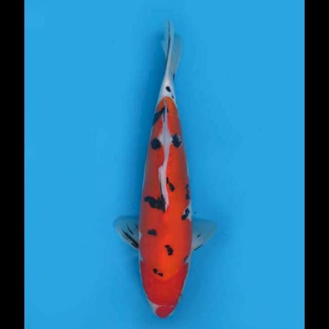 Aka Sanke Doitsu Unique - 33cm