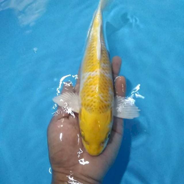 Hariwake 30cm