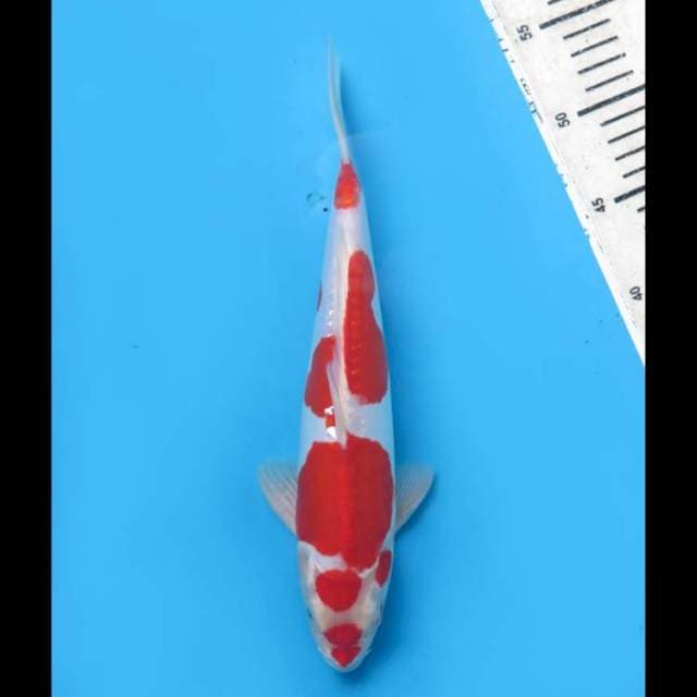 Red Kohaku Doitsu - 30cm