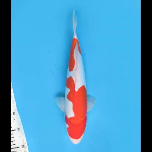 Jumbo Tosai Kohaku - 35cm