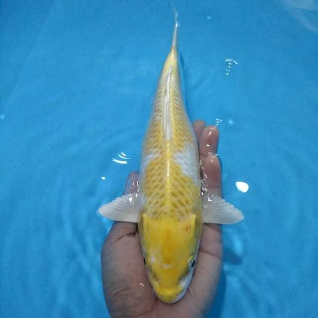 Hariwake 28 cm