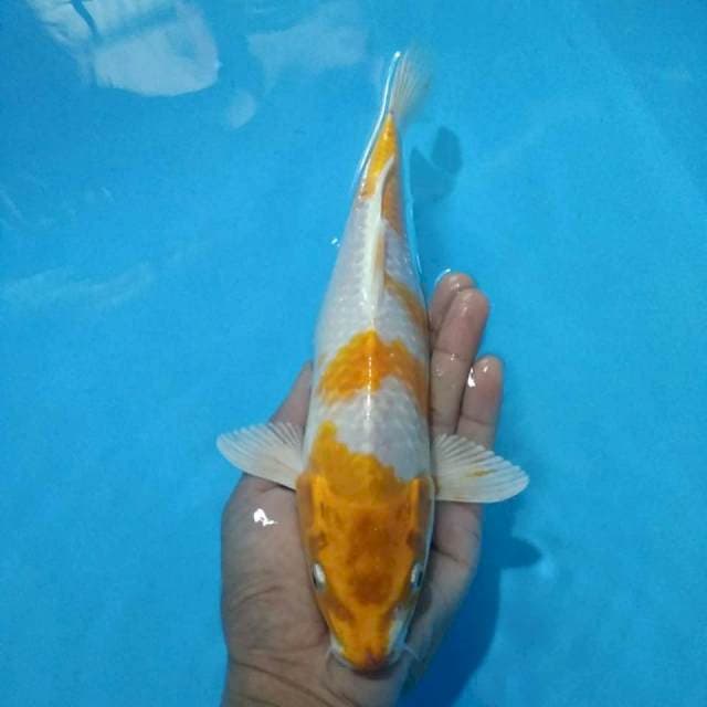 Hariwake 27 cm