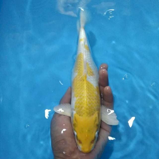 Hariwake 30cm
