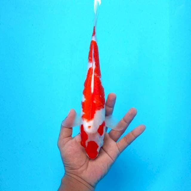 2. Kohaku Medium || 29 cm