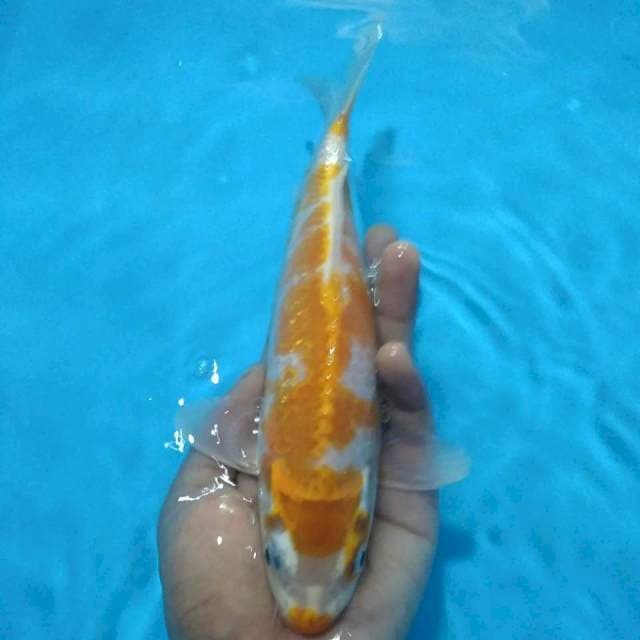 Hariwake 27 cm jos