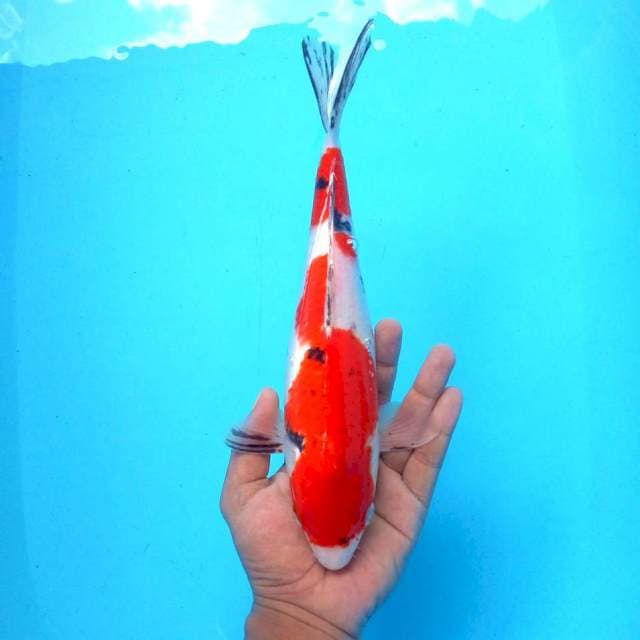 3. Sanke || 30 cm