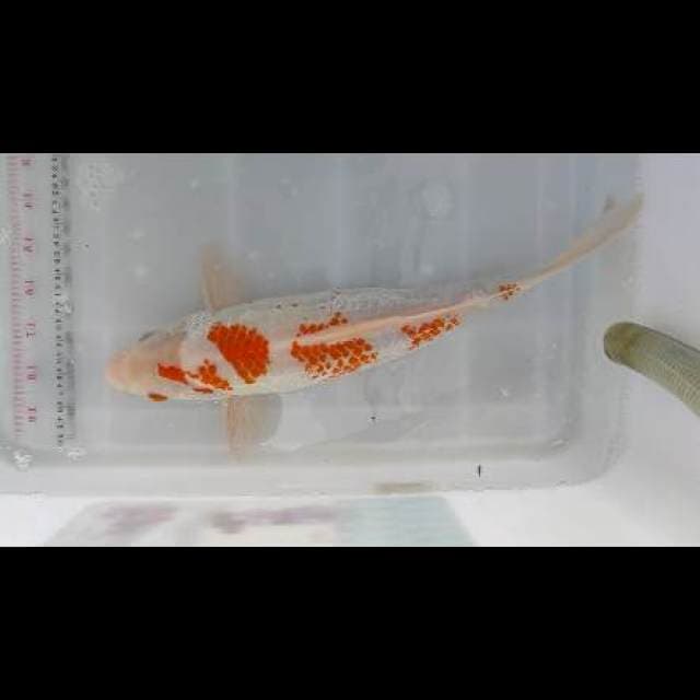 Kanoko halusss