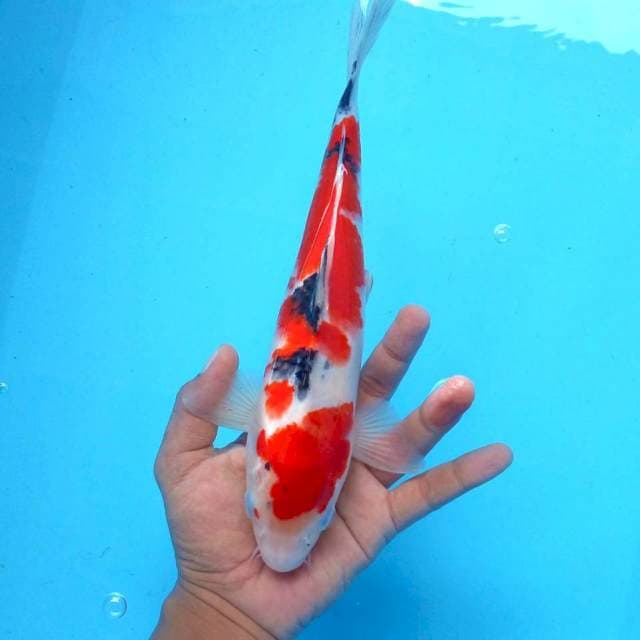 7. Sanke Mantap || 28 cm