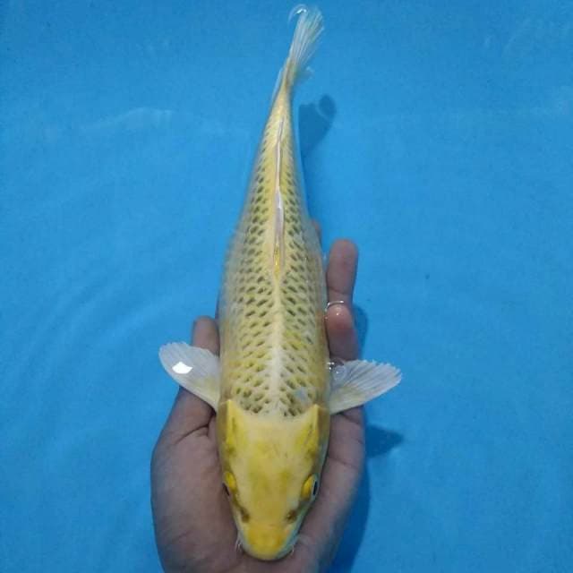 Ogon 26cm