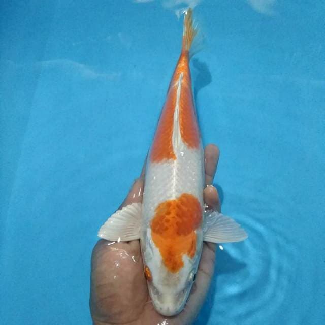 Kinjiro 28cm